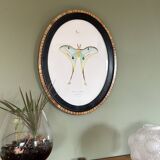 butterfly frame