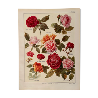 Lithograph on roses from 1921