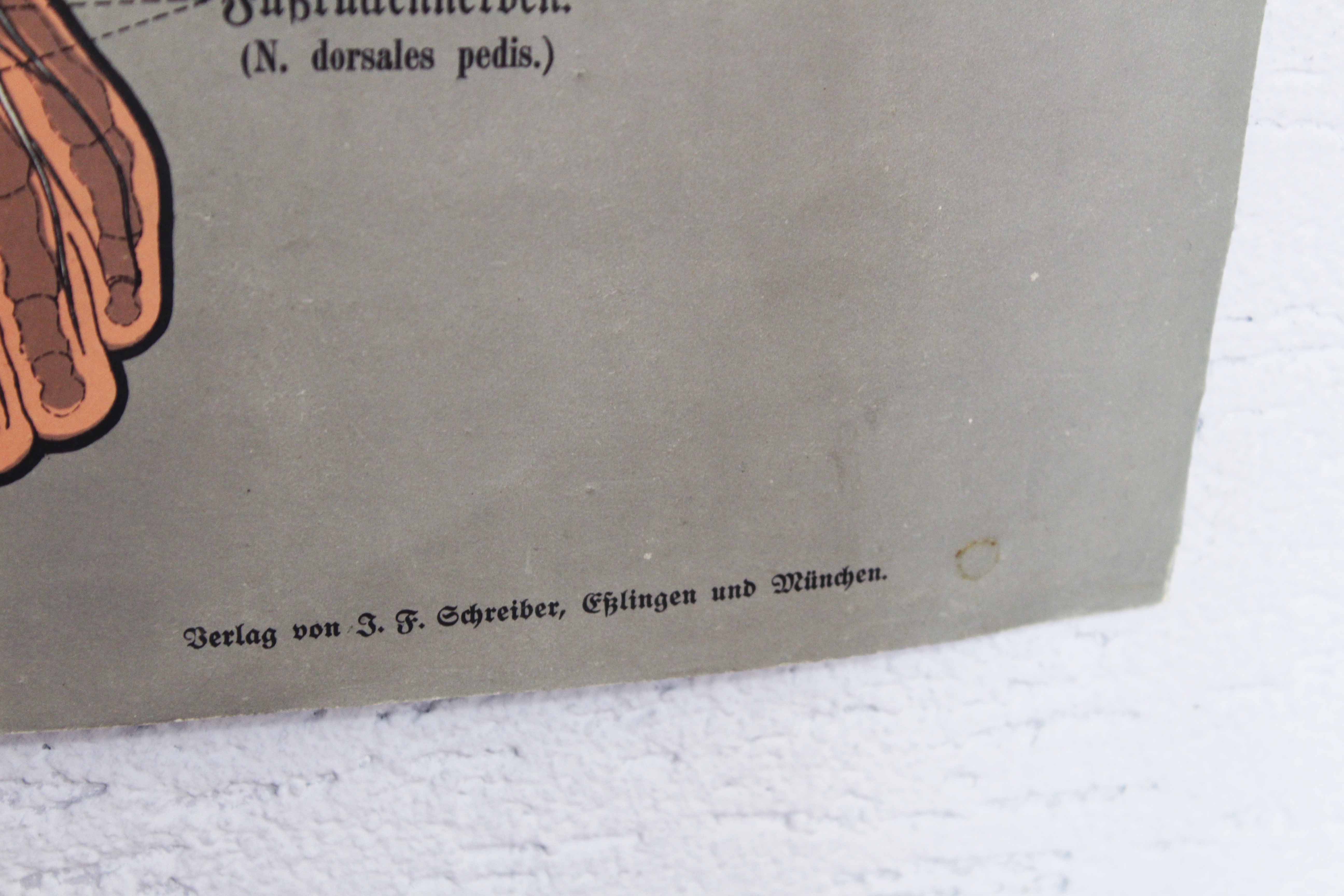 Old anatomy illustration of the nineteenth century