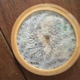 Six vintage butterfly coasters