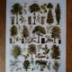Lithographie originale sur les arbres