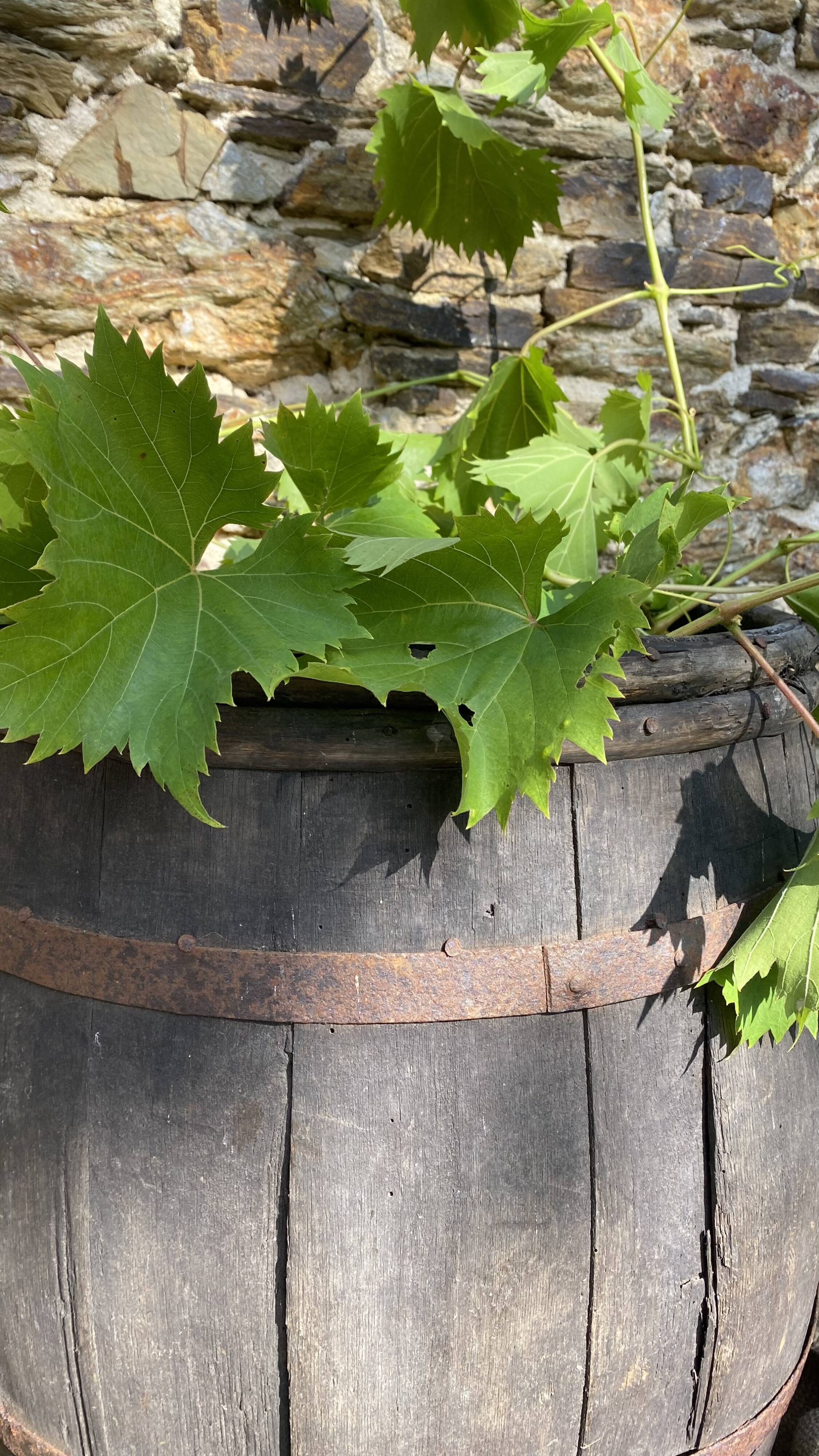 Harvest rack, wooden barrel