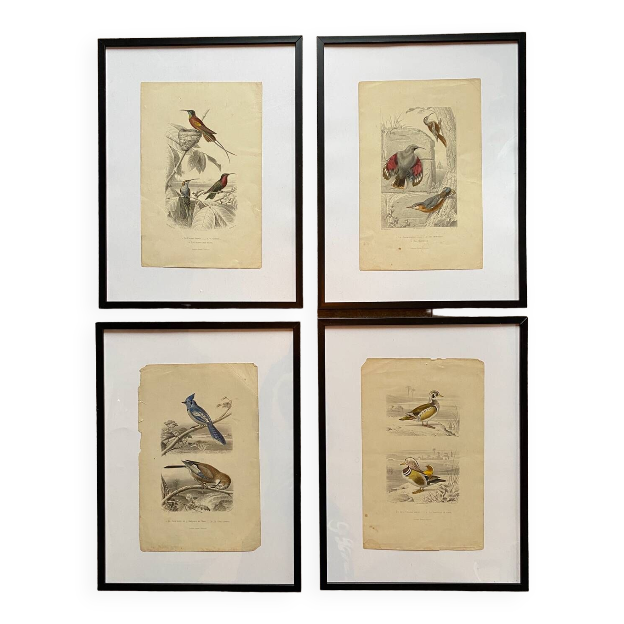 Lot 4 ornithological boards