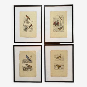 Lot 4 ornithological boards