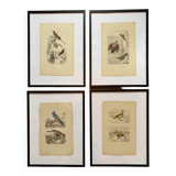 Lot 4 ornithological boards