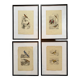Lot 4 ornithological boards