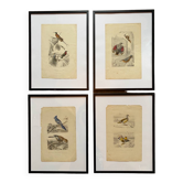 Lot 4 planches ornithologiques