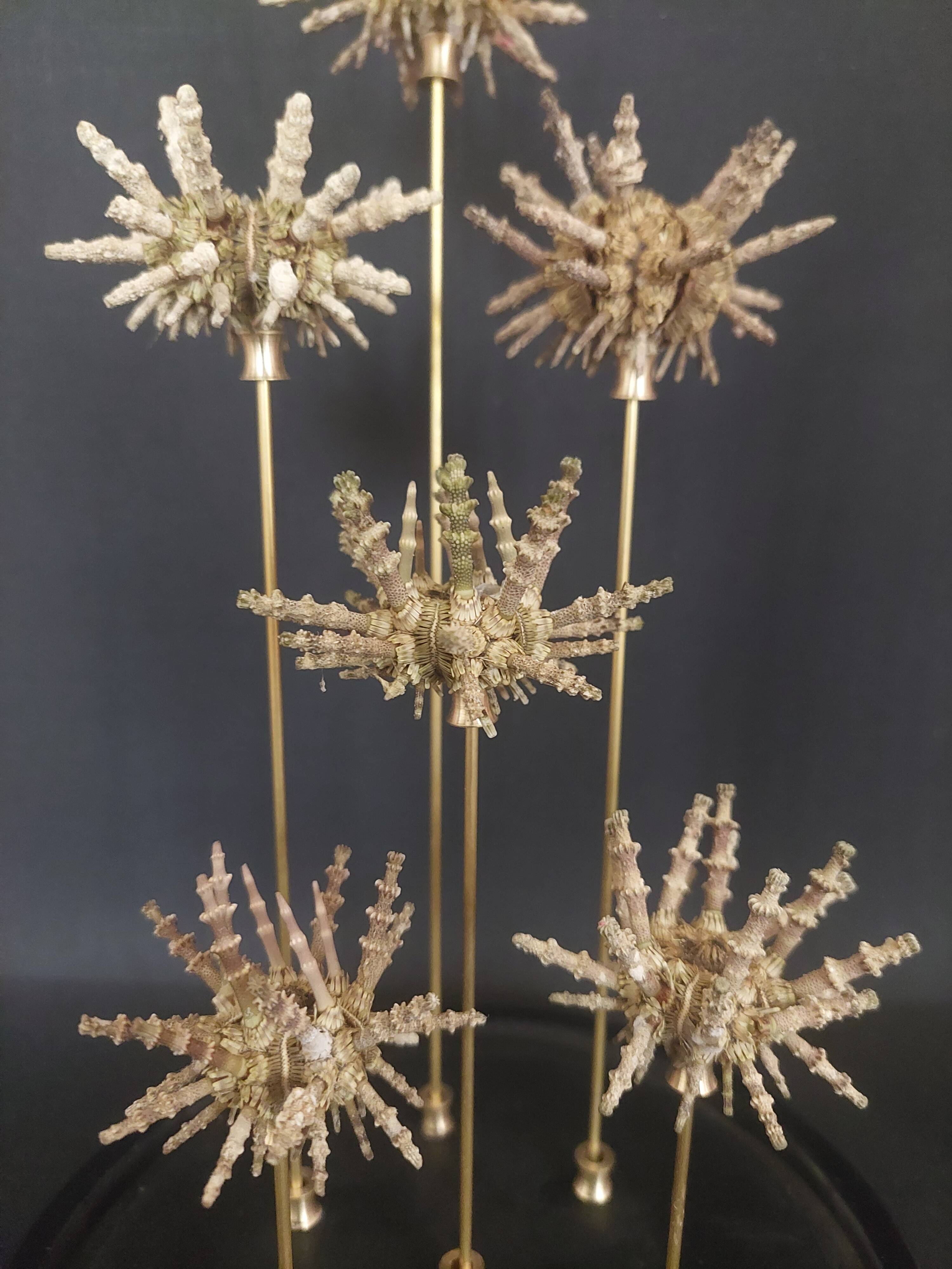 Cabinet of Curiosities globe with sea urchins Plococidaris verticillata