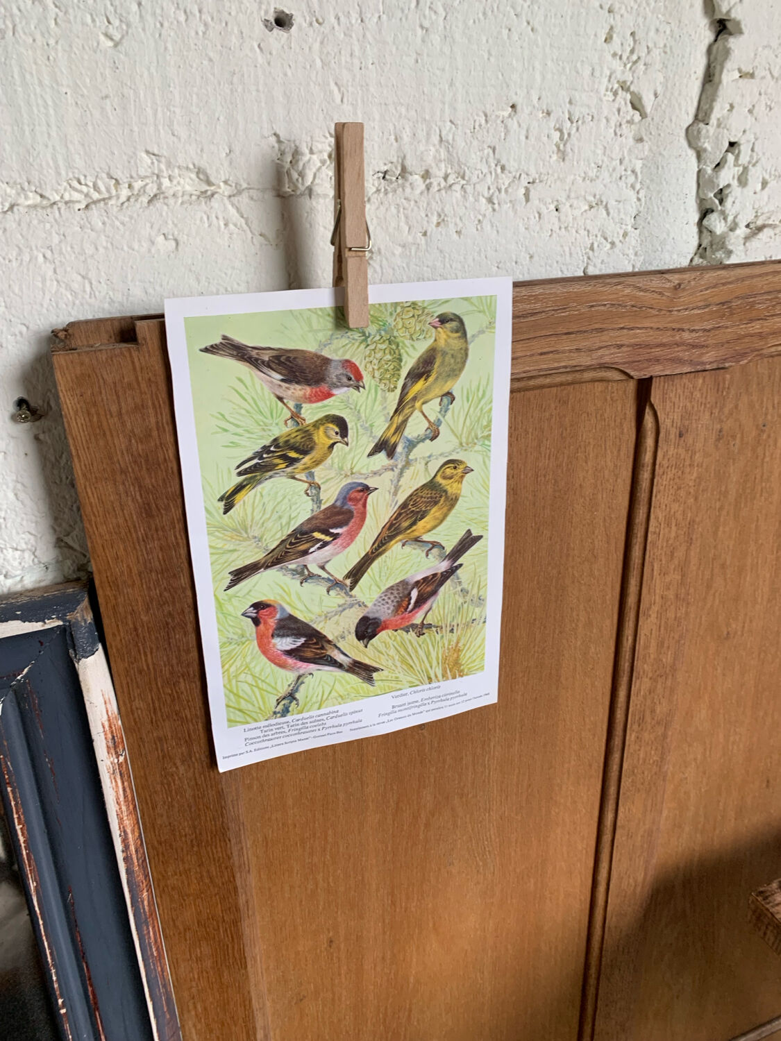 Affichette "Les Oiseaux du Monde" - 1968