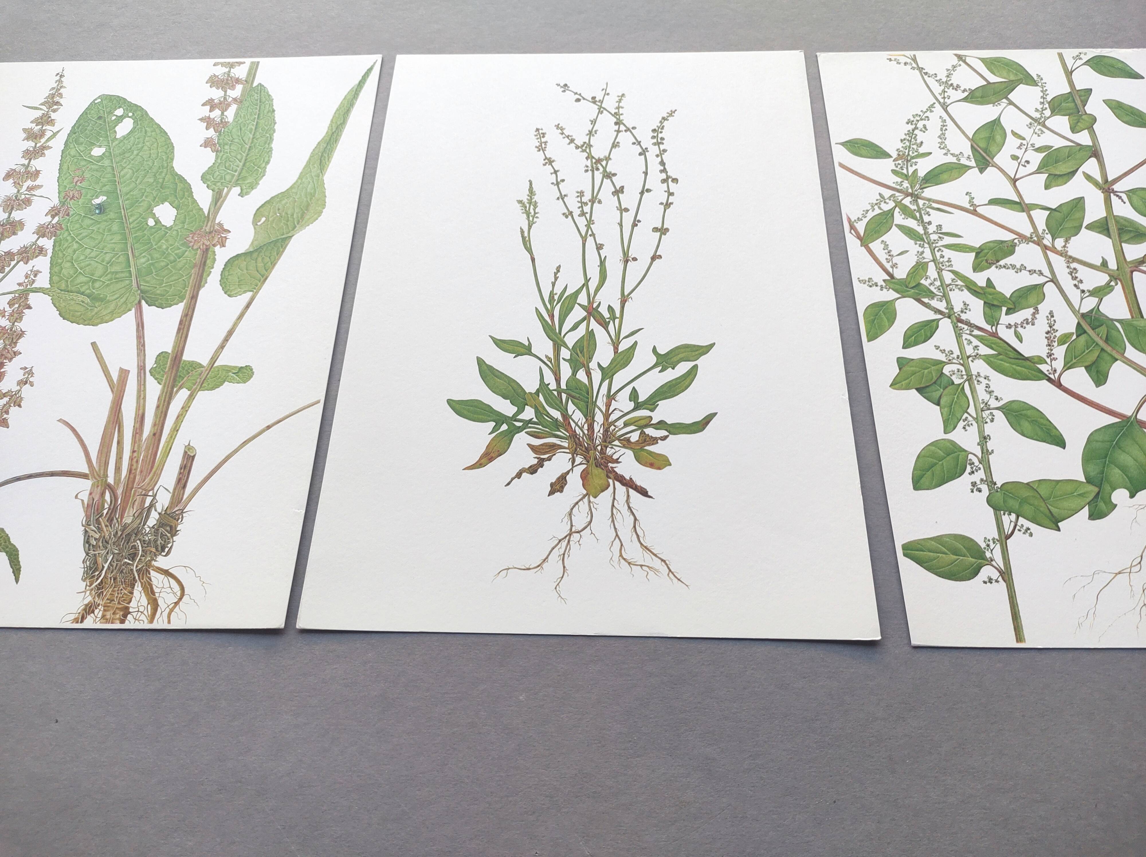 Lot de 3 planches botaniques vintage de 1978 - dont Oseille à feuilles obtuses - Gravure de plantes