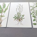 Lot de 3 planches botaniques vintage de 1978 - dont Oseille à feuilles obtuses - Gravure de plantes