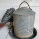 Zinc bird drinker
