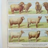 Antique engraving from 1920 - Sheep and Pigs - Original plate
