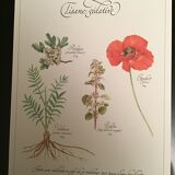 Lot posters ready herbal