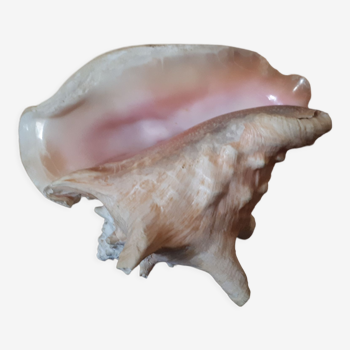 Shell conch