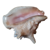Shell conch
