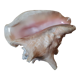 Coquillage conque