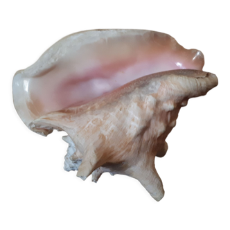 Coquillage conque