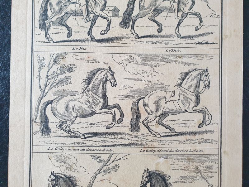 Engraving by Jean Audran (1667-1756) - After Charles Parrocel (1688-1752) - Engraving titled "Alures