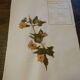 Old herbarium board dated 1939 unframed