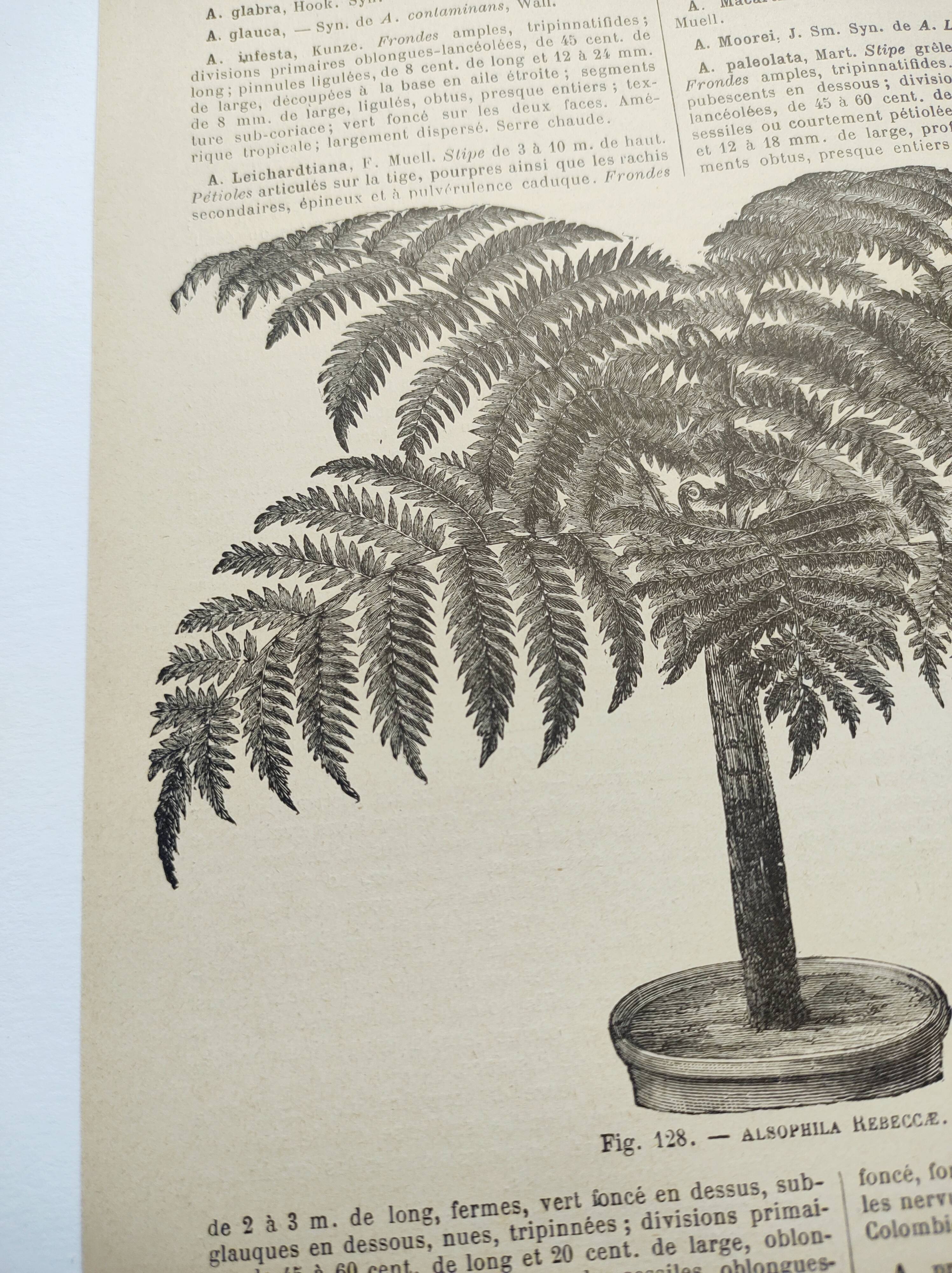 Botanical engravings from 1897 - 3 Plant Plates (1) - Old original plates including Ariséma