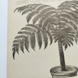 Gravures botaniques de 1897 - 3 Planches Plantes (1) - Planches originales anciennes dont Ariséma
