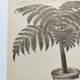Gravures botaniques de 1897 - 3 Planches Plantes (1) - Planches originales anciennes dont Ariséma