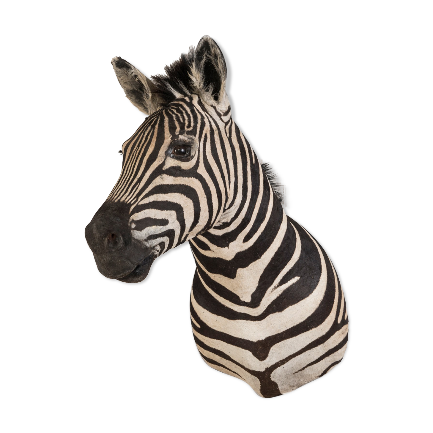 Zebra taxidermy