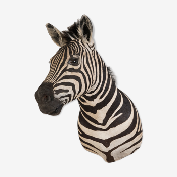 Zebra taxidermy