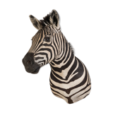 Zebra taxidermy