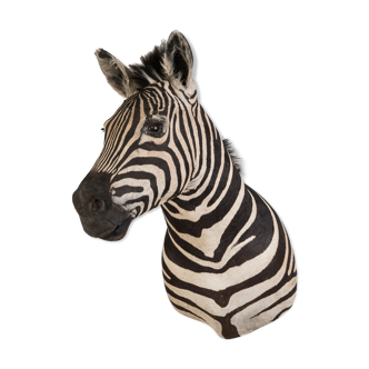 Taxidermie de zèbre