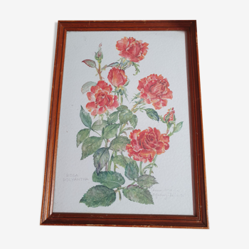 Cadre avec toile peinture vintage rosa polyantha 31cm sur 22cm