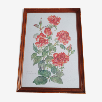 Frame with canvas vintage painting rosa polyantha 31cm by 22cm