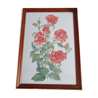 Frame with canvas vintage painting rosa polyantha 31cm by 22cm