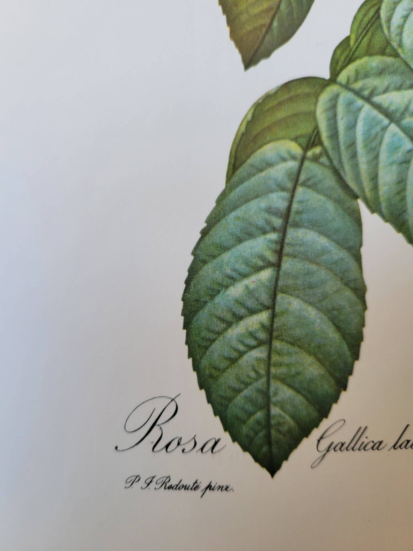 Botanical plate of Provins rose, after P.J. Redouté 1960