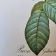 Botanical plate of Provins rose, after P.J. Redouté 1960