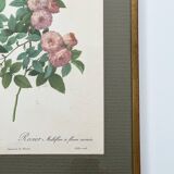 Pink botanical lithograph