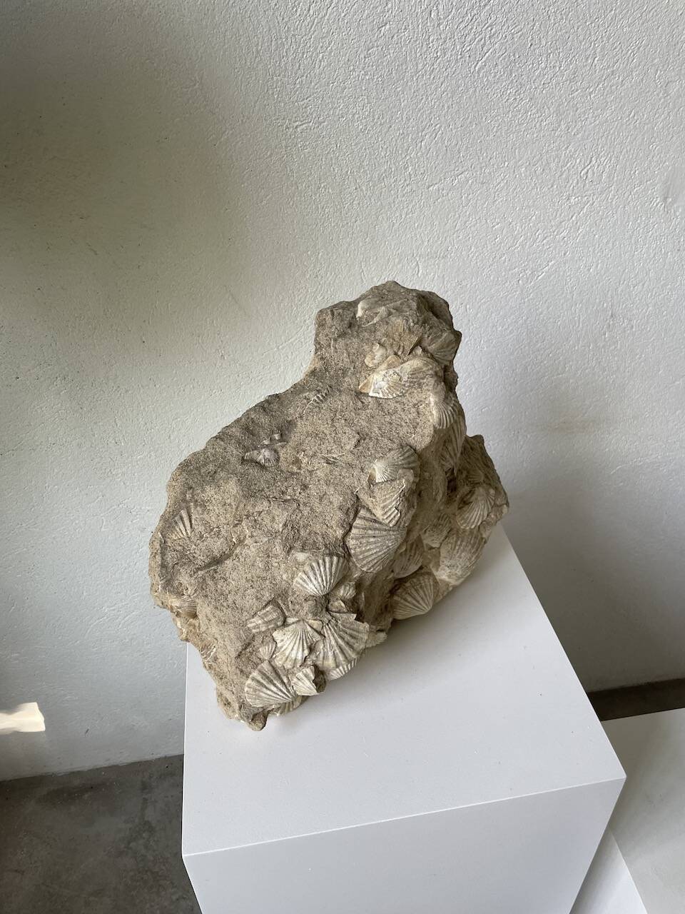 Fossil sedimentary rock and shell