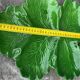 Green Ceramic Hors d'Oeuvres Dish in Leaf Shape, Art Deco Period