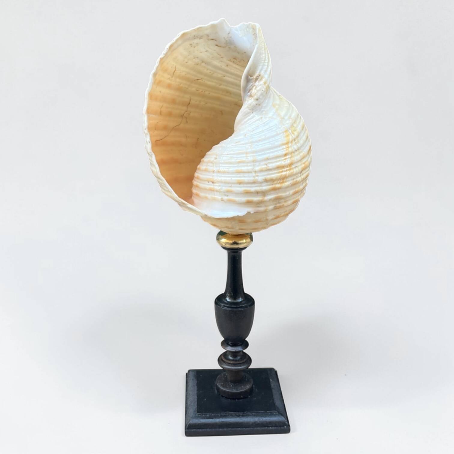 Tonna Galea shell on a turned wooden base, late 19th century curiosities.