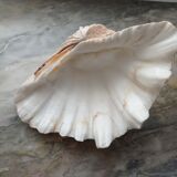 Real clam shell