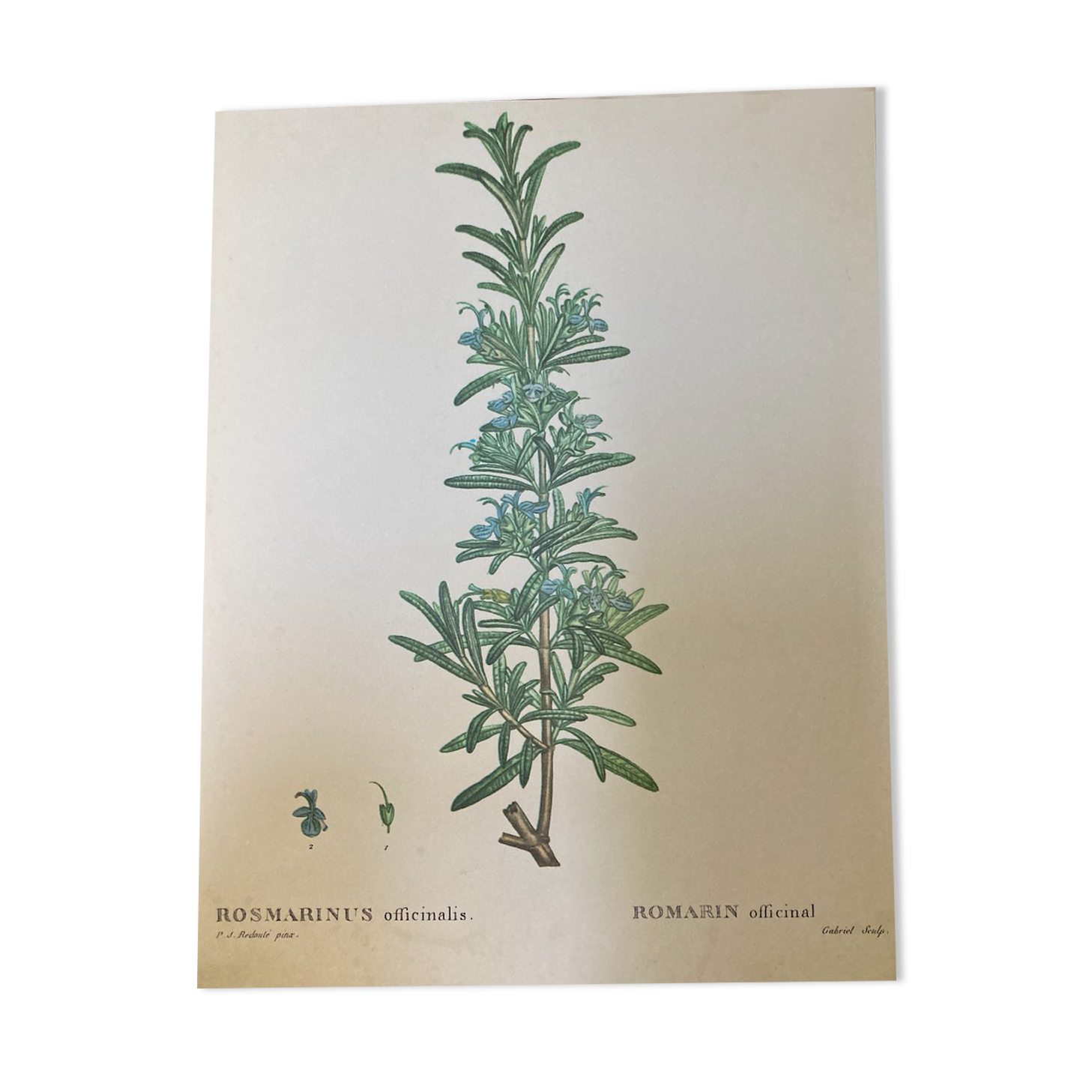 Botanical poster Rosemary