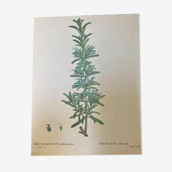 Botanical poster Rosemary