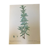 Botanical poster Rosemary