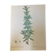 Botanical poster Rosemary