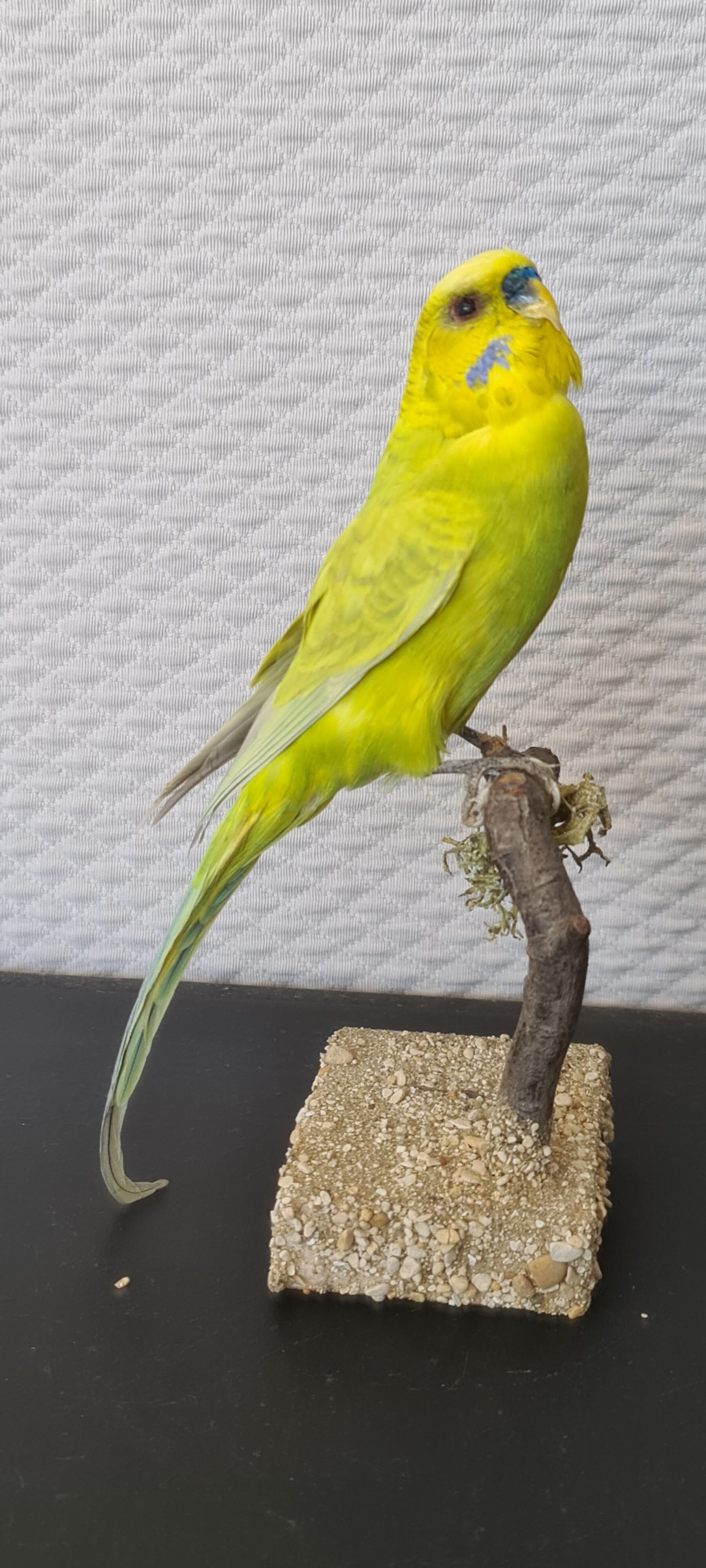 Naturalized parakeet