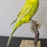 Naturalized parakeet