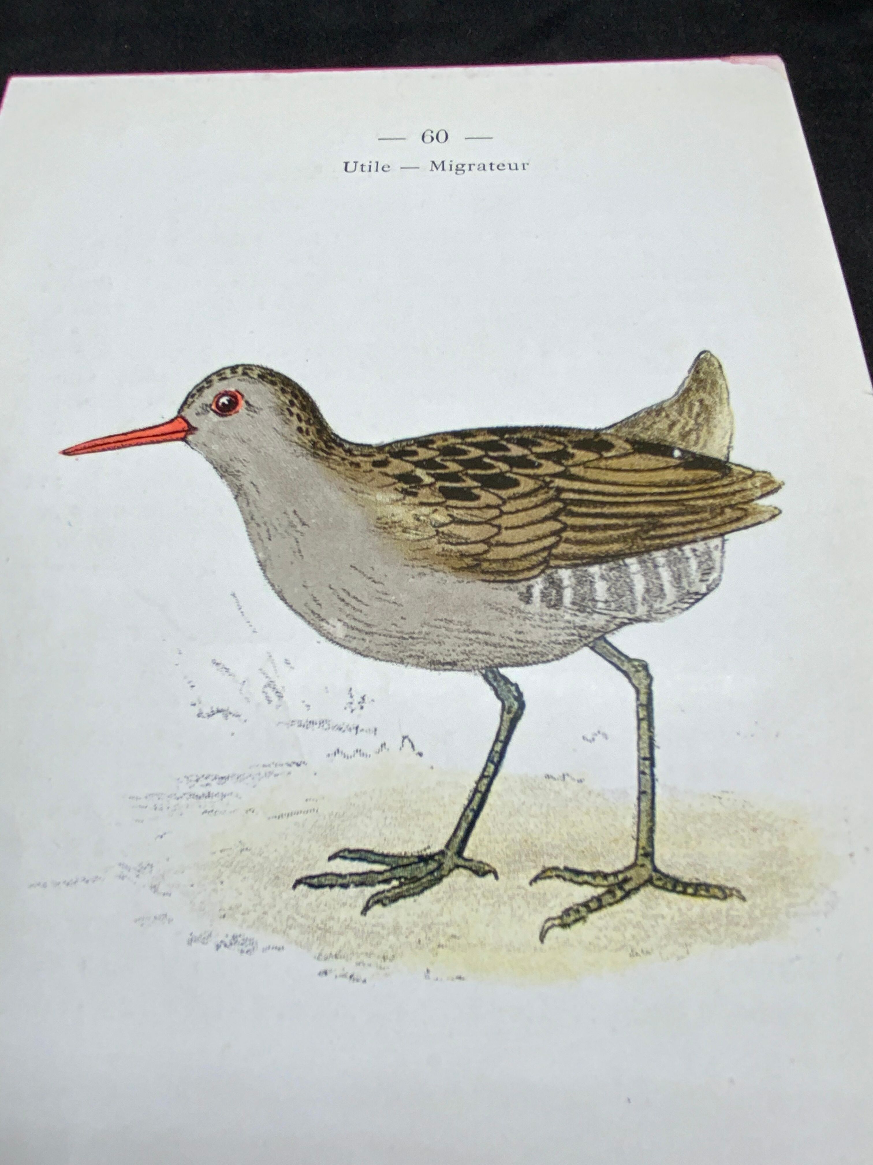 Naturalist plate old birds double-sided engraving work 1908 G. Denise