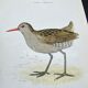 Planche naturaliste ancienne oiseaux gravure double face ouvrage 1908 G. Denise