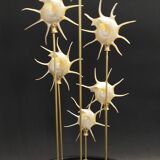 Cabinet of Curiosities globe with pearly Guildfordia Yoka shells